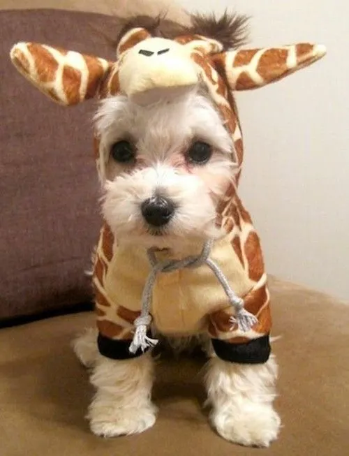 d7a872c7249272b1924473a50b79994d--giraffe-costume-dress-up.jpg
