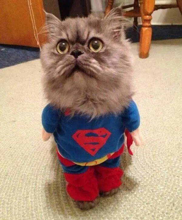 68c8b5f8cf58b33ce6076b9cce8bf4c9--cat-costumes-persian-cats.jpg