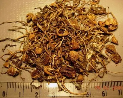 long-term-effects-of-shrooms.jpg