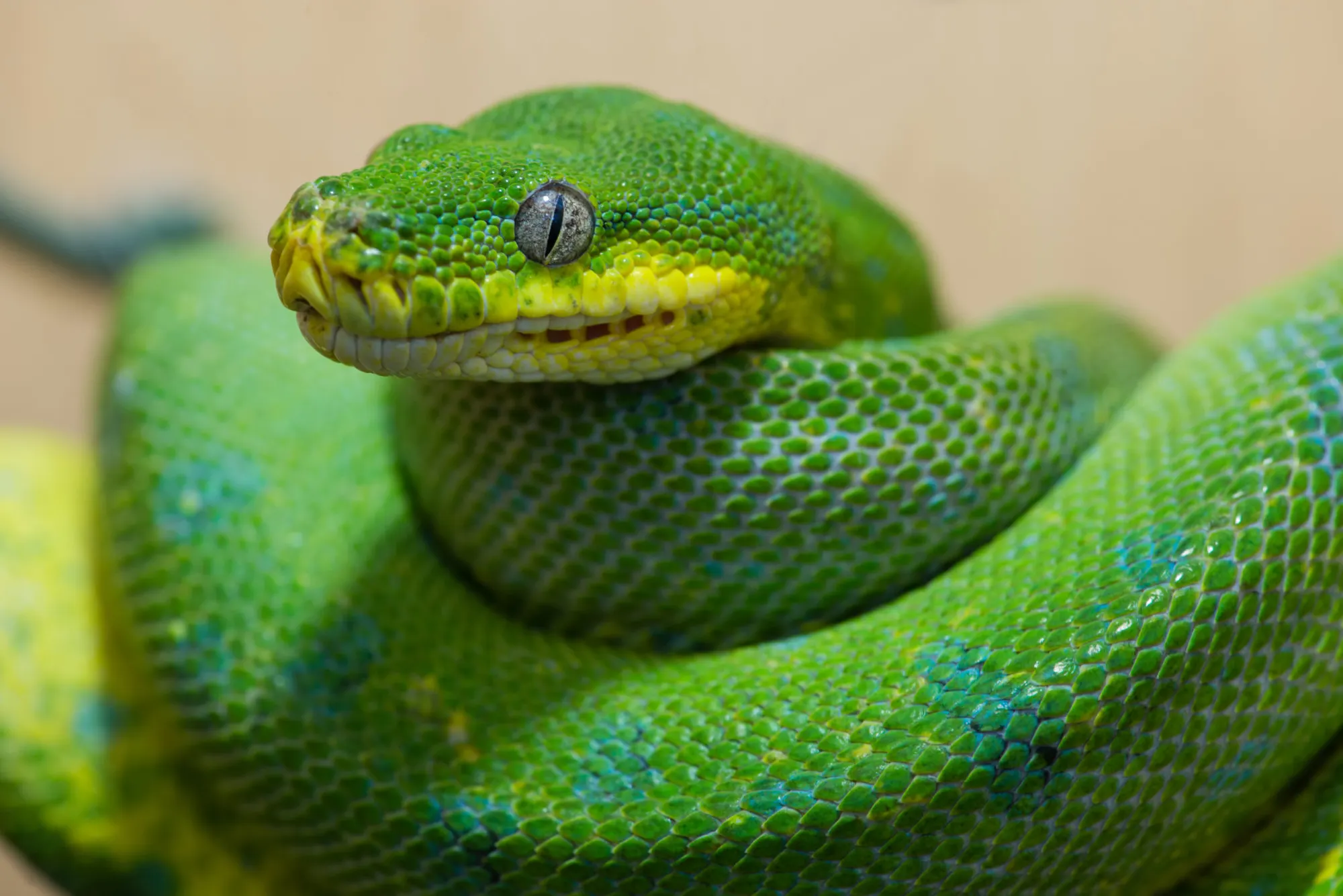 shutterstock_315465929.jpg