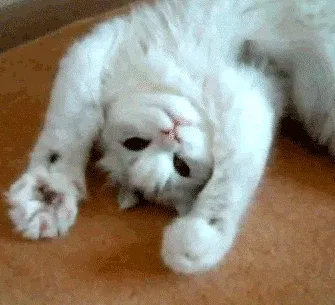 giphy.gif