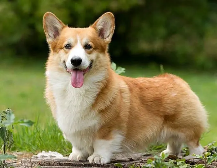 corgi-photo.jpg