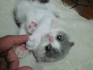 tumblr_mboyb7gcC61rvl3nyo1_400.gif