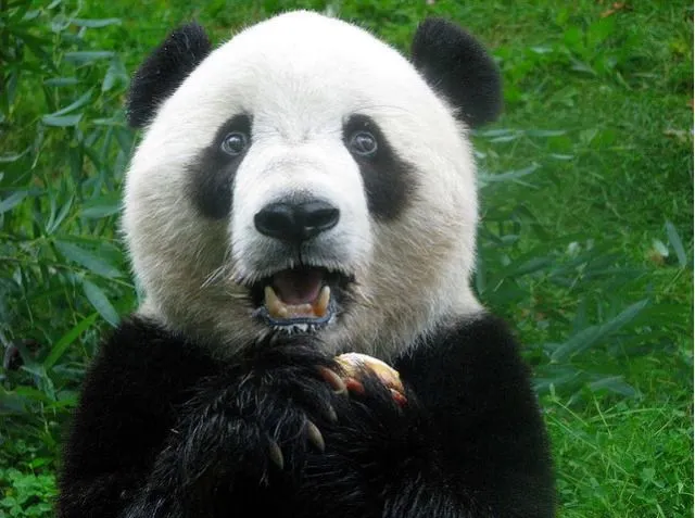 ccbd5bbe8e875660d7273cbc598cc5a6--baby-pandas-zoos.jpg