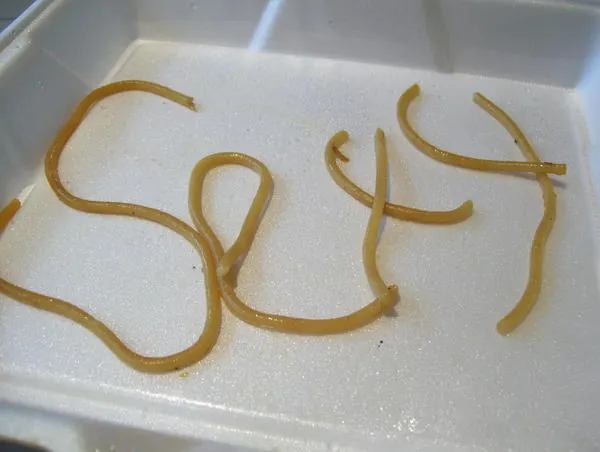 sexy_noodles_by_speedolimit.jpg