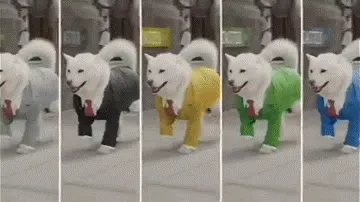 giphy.gif