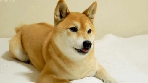 tumblr_mvu3zdrWuj1sh39amo1_500.gif