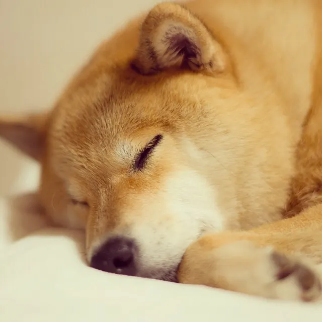 sleepy_by_marutar0-d6rlepj.jpg