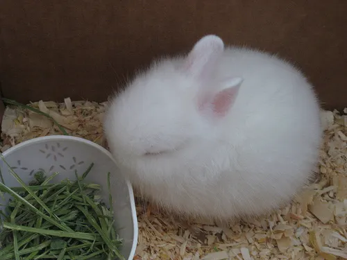 animal-bunny-cute-rabbit-white-Favim.com-251063.jpg