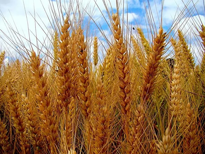 barley-3.jpg