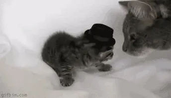 giphy.gif