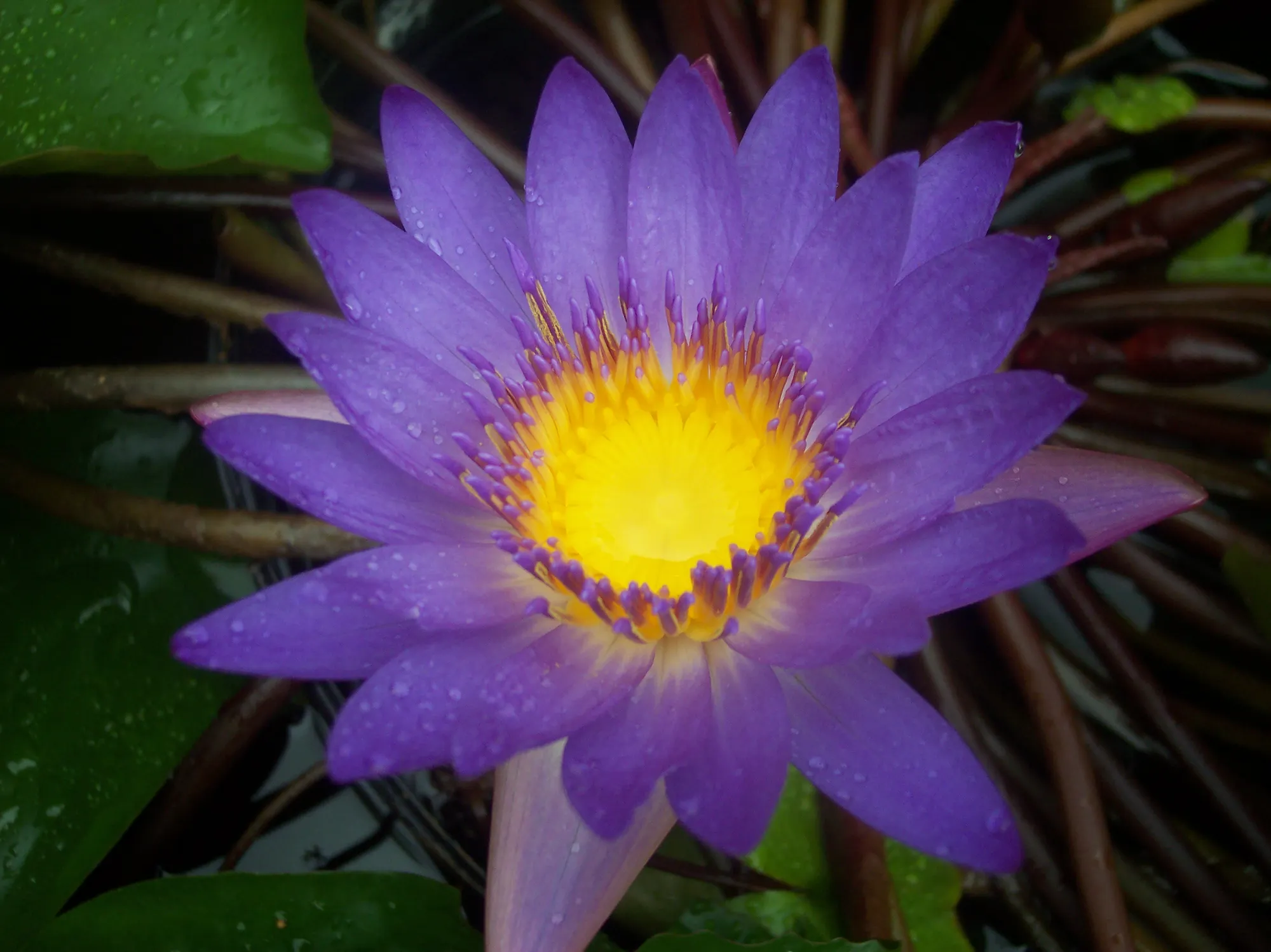 Purple_Flower_-_2006.JPG