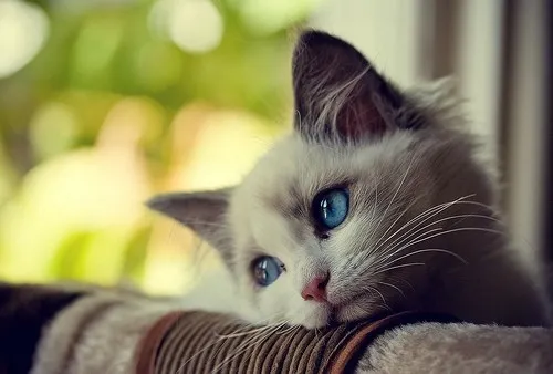 cutest-cats-large-msg-134704090282.jpg