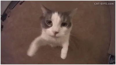 tumblr_ofuce9E3Bp1u49zhho1_400.gif