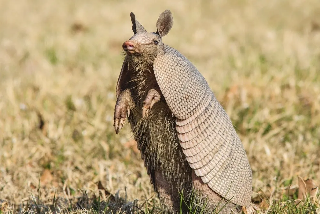armadillo.jpg