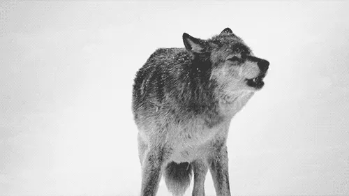 tumblr_mz75yoLw0s1sf0xh9o1_500.gif