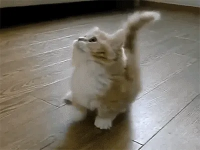tumblr_mgjc0g5GJI1s080geo1_400.gif