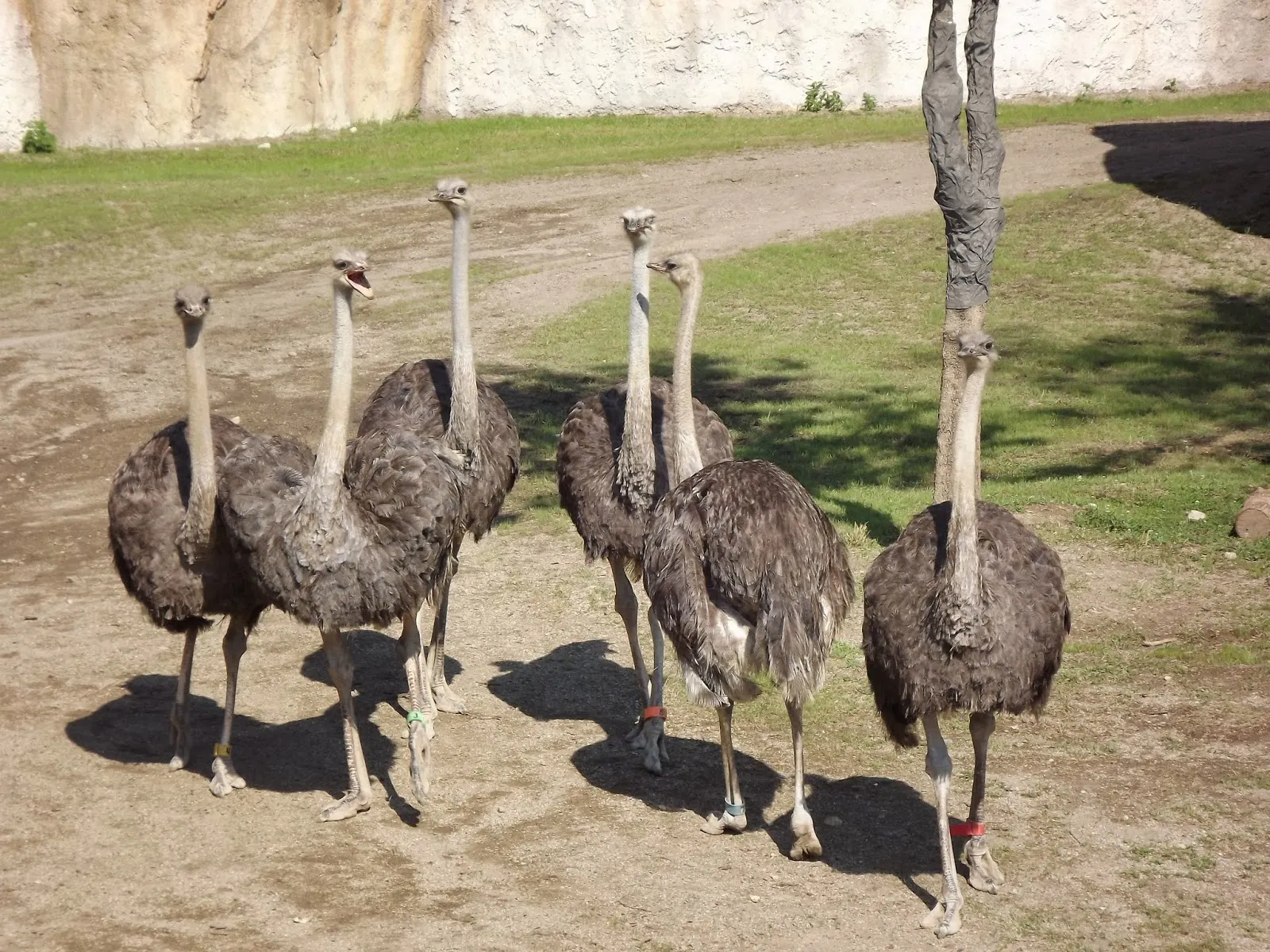 ostrich+gang.JPG
