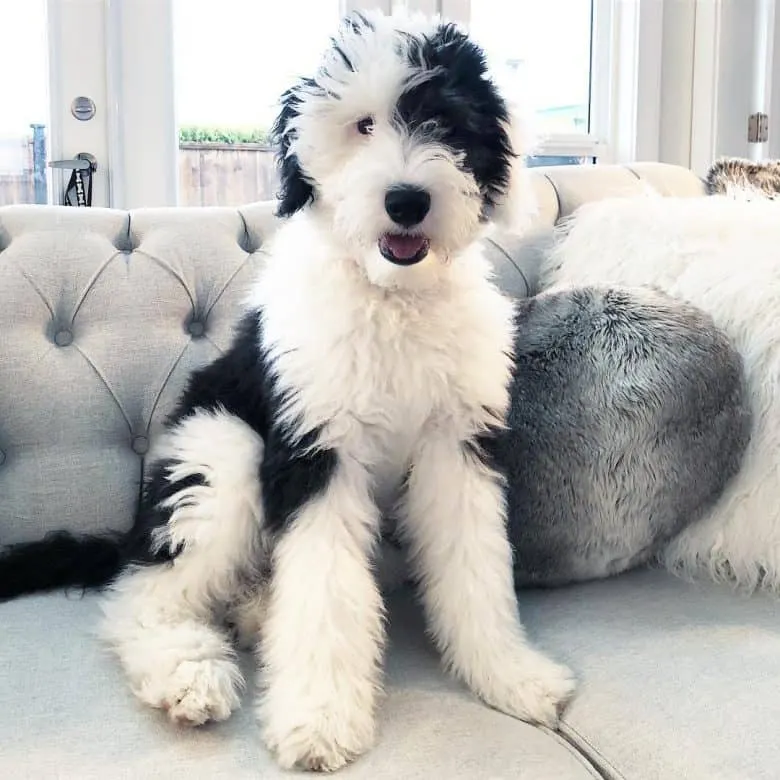 Sheepadoodle-1-780x780.jpg