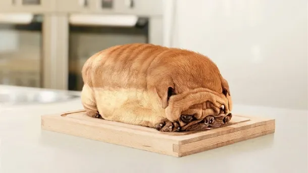purebread-pug-99342.jpg