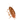 :coCKROACH:
