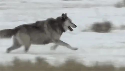 196504142002202.gif